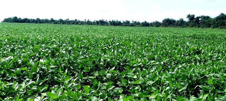 EXPORTAÇÕES AGROPECUÁRIAS BATEM RECORDE
