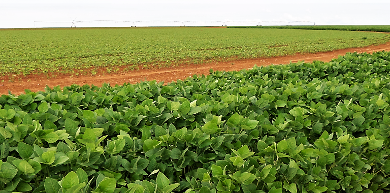 MAIORES PRODUTORES BRASILEIROS DE SOJA REGISTRAM PERDAS NA SAFRA