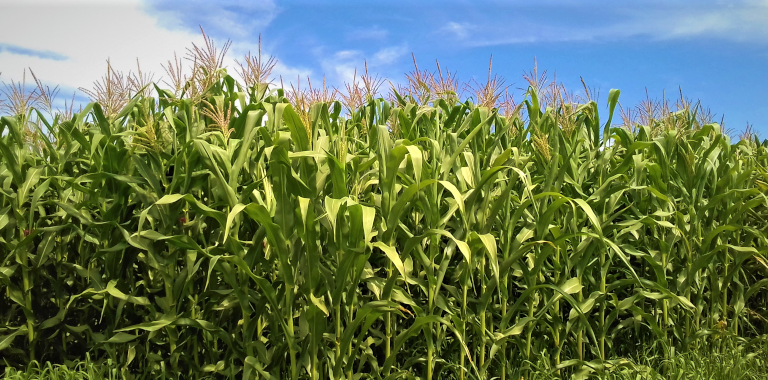 SAFRA 2018/2019: EXPECTATIVAS INICIAIS DE PRODUÇÃO DE GRÃOS NÃO SE CUMPREM
