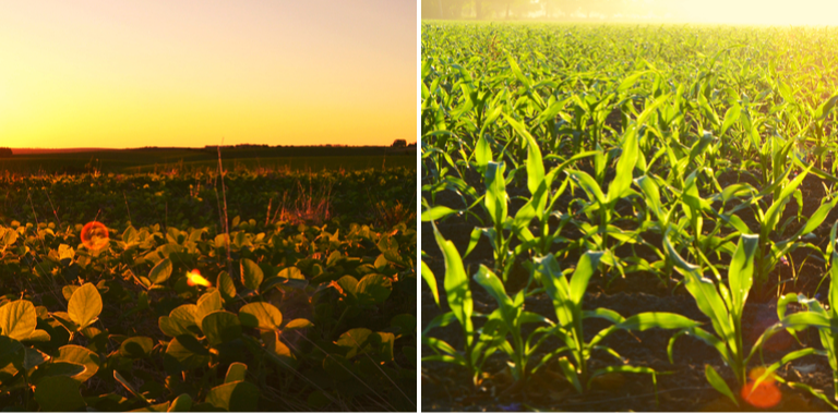 RECORDE: SAFRA 2019/20 DE GRÃOS PODE CHEGAR A 245 MILHÕES DE TONELADAS