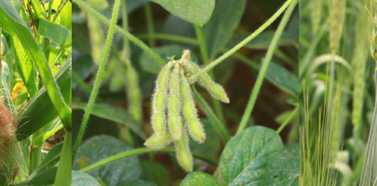 PRODUÇÃO DE 246 MILHÕES DE TONELADAS GARANTE O RECORDE DA SAFRA DE GRÃOS