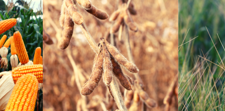 PRODUÇÃO DE GRÃOS CRESCE E CHEGA A 246 MILHÕES DE TONELADAS