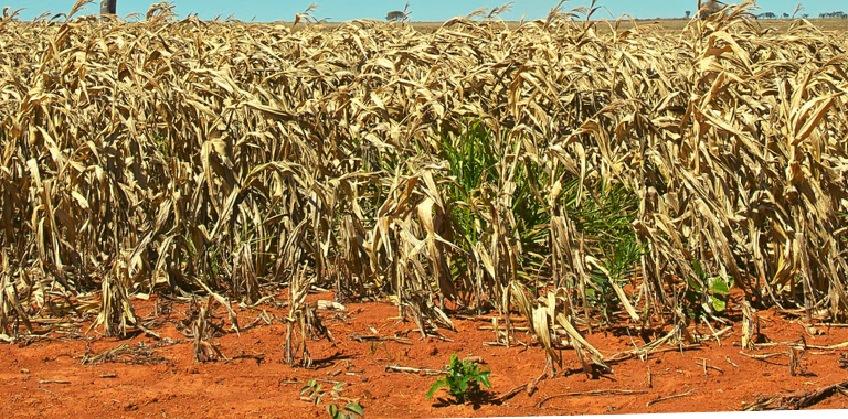 RS: ESTIAGEM PROVOCA QUEBRA NA SAFRA DE GRÃOS
