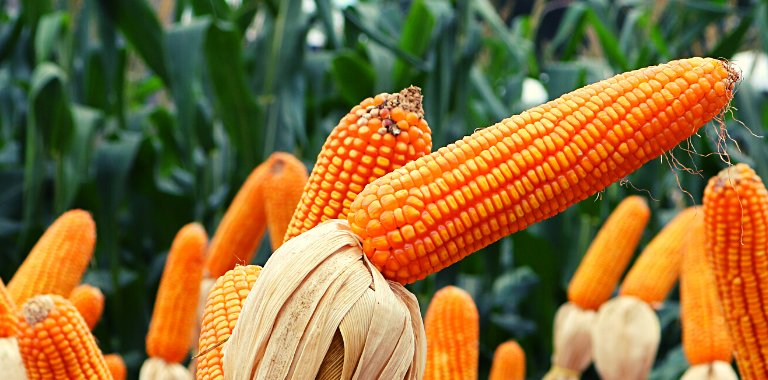 CÂMARA DO MILHO E SORGO DISCUTE PANORAMA DO MERCADO