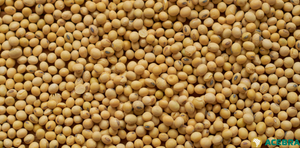 NOVA ESTIMATIVA APONTA PARA UMA PRODUÇÃO DE GRÃOS NA SAFRA 2021/22 EM 268,2 MILHÕES DE TONELADAS