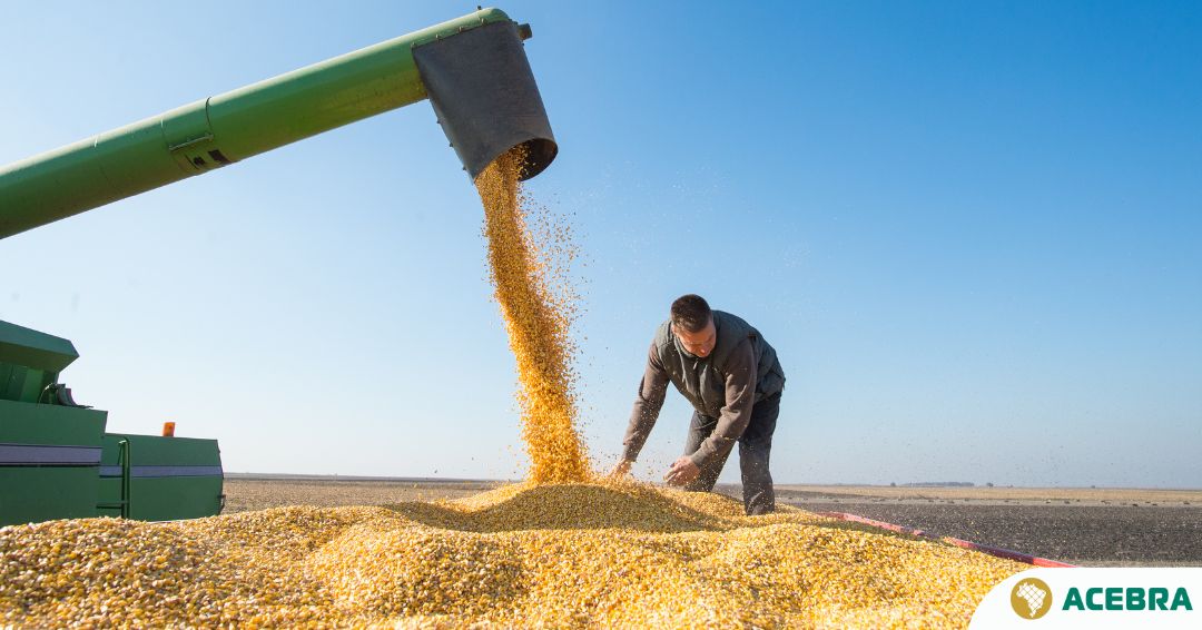 PRODUÇÃO PODE ALCANÇAR 339,6 MILHÕES DE TONELADAS E SUPERAR SAFRA ANTERIOR